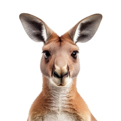 Obraz premium Adorable kangaroo close-up portrait showing curious eyes and soft fur