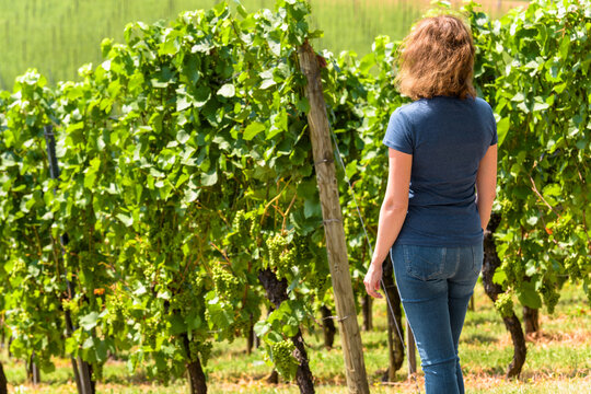 Woman observing grape vineyard on a sunny day with lush greenery and blue sky in countryside setting