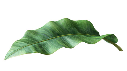 Fototapeta premium Tropical Leaf's Natural Grace: A single, elegantly textured tropical leaf with vibrant green hues lies isolated. Capturing its natural beauty.