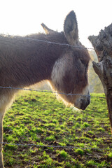 Burro de perfil en pradera vallada