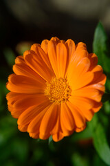 Flor de pétalos de color naranja brillante
