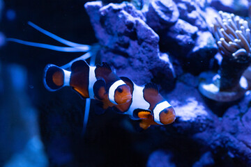 Clown Fish hosting in an anemone 