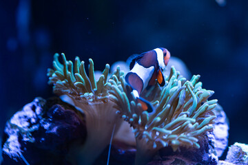 Obraz premium Clown Fish hosting in an anemone 