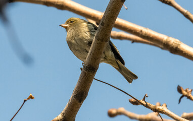 sparrow on a branch