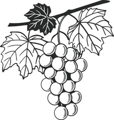 Obraz premium Hand-Drawn Illustration of Grapevine with Clusters and Leaves in Black and White