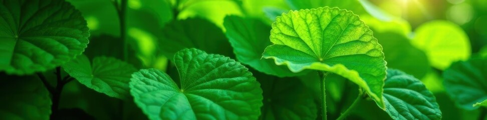 Dense, emerald green leaves, sunlight dappled, vibrant, jungle