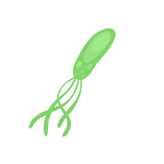 Helicobacter pylori bacteria