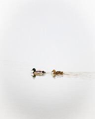 Couple de canards dans le brouillard