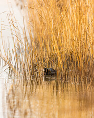 Une Foulque Macroule cachée dans les roseaux