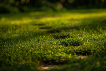 Naklejka premium This image features a close-up view of green grass, dotted with water droplets, capturing a peaceful and refreshing atmosphere. The warm sunlight enhances the texture and colors, creating a natural.