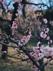 pink cherry blossom