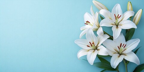 A serene flat lay of white lilies on a light blue background, ideal for designs related to spring events, Mother's Day, and Valentine's Day.