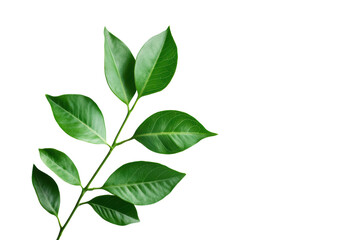 Green leaves Plant isolated on transparent or white background, png