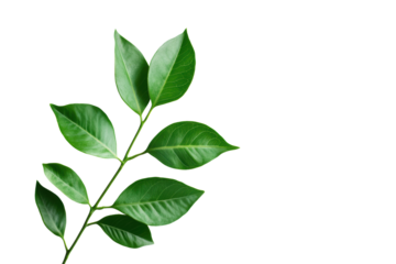 Green leaves Plant isolated on transparent or white background, png