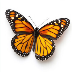 Fototapeta premium Monarch Butterfly Isolated On White