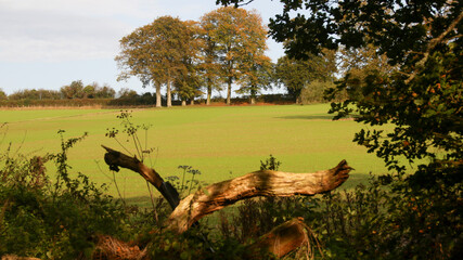 autumn in the woods pastoral view of England
