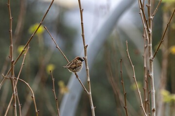 A house sparrow (Passer domesticus) perches on a bare branch in early spring. A detailed bird...