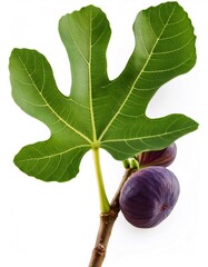 Close up ripe purple figs hanging from branch, vibrant green lobed leaf, white backdrop