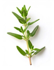 Fototapeta premium Close up of a fresh thyme sprig, showcasing its vibrant green leaves and delicate stem, isolated on a clean white backdrop
