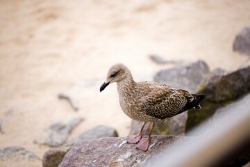 A delicate seagull perches on weathered stone breakwaters on Kołobrzeg beach, set against a lively Polish promenade.
