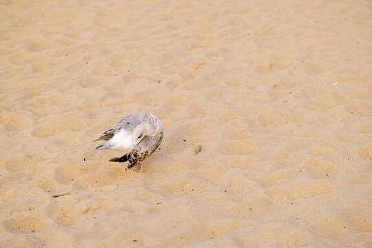 On Kołobrzeg’s sandy shore in Poland, a young seagull carefully arranges its feathers, embodying coastal grace in a serene scene.