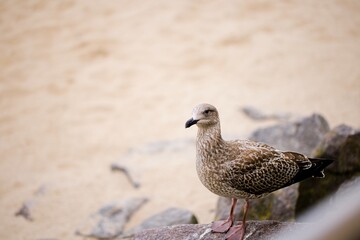 On Kołobrzeg beach, a young seagull sits gracefully on stone breakwaters against a seaside backdrop.