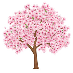 Obraz premium Cherry Blossom Tree: An illustration of a blossoming cherry tree in full bloom, its branches laden with delicate pink flowers, symbolizing spring, renewal, and the ephemeral beauty of nature.