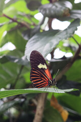 Large colorful butterfly on a plant 
