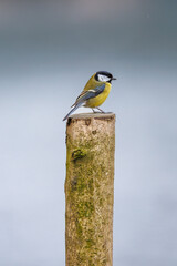 Great Tit Perched on a Wooden Post