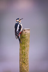 Great Spotted Woodpecker Perched on a Wooden Post