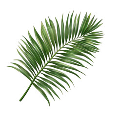 Obraz premium Tropical green palm leaf, isolated on transparent background