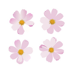 Light Pink Cosmos Vector Unique Floral Styles with Yellow Center on White Background