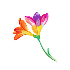 Naklejka premium Floral Embrace: A delicate depiction of a vibrant freesia flower in full bloom, with petals painted in radiant hues of orange, pink, and purple, evokes feelings of spring's renewal and natural beauty.