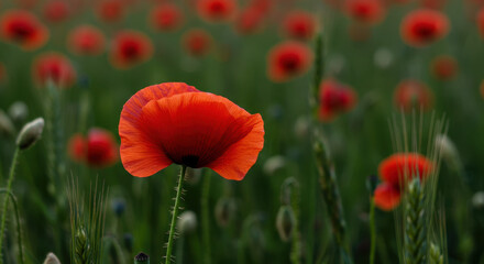 Obraz premium Poppy Paradise: Scarlet Bloom in a Sea of Green - Nature's Fiery Kiss!