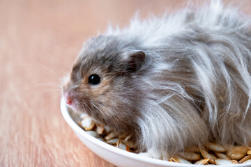 Funny fluffy Syrian hamster sits on a handful of seeds and eats and stuffs his cheeks with stocks. Food for a pet rodent, vitamins. Close-up