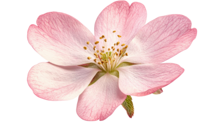 Pink almond flower blossoming with transparent background