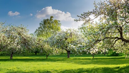 Fototapeta premium Blossoming Apple Tree Amidst a Vibrant Park Bloom, Radiant Springtime Hues Swirling in a Peaceful Urban Oasis