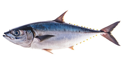 Fresh bullet tuna fish isolated on transparent background