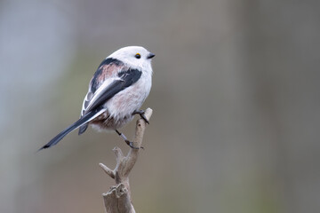 long-tailed tit