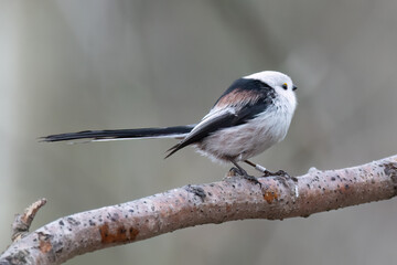 Obraz premium long-tailed tit