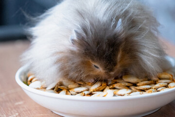 Funny fluffy Syrian hamster sits on a handful of seeds and eats and stuffs his cheeks with stocks. Food for a pet rodent, vitamins. Close-up