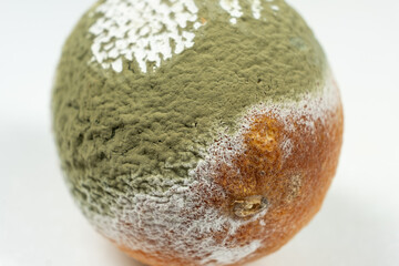 Decay and Fungal Growth on a Lemon Surface