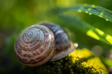 Gusci di chiocciola nell'erba