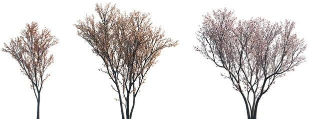 Set of Prunus cerasifera (common names cherry plum, myrobal plum) blossoming frontal street trees...