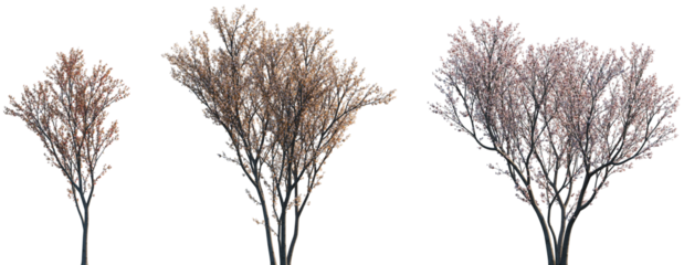 Set of Prunus cerasifera (common names cherry plum, myrobal plum) blossoming frontal street trees isolated png on a transparent background perfectly cutout