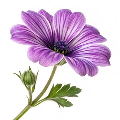 Elegant Purple Flower on White Background