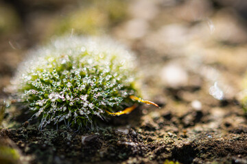 Gocce d'acqua sul muschio © Sergiogen