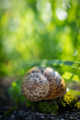 Gusci di chiocciola nell'erba