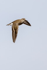 Common sandpiper is migratory bird