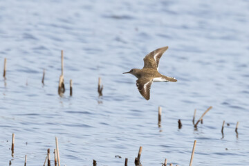 Common sandpiper is migratory bird